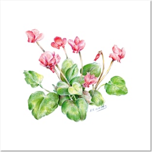 Color pencil of Cyclamen Flower Posters and Art